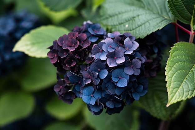 Hydrangea macrophylla) — вид цветковых растений семейства Гортензиевые.