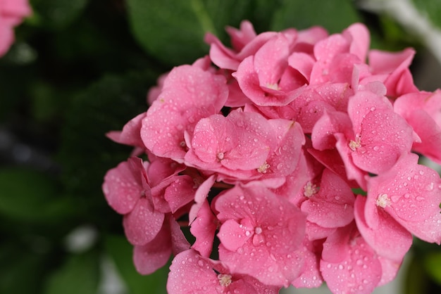 Hydrangea macrophylla largebladige roze hortensia close-up met dauwdruppels