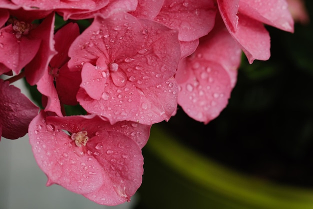 Hydrangea macrophylla largeleaved pink hydrangea closeup with dew drops