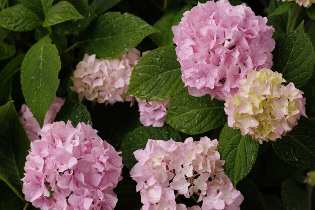 Hydrangea macrophylla largeleaved pink hydrangea closeup with dew drops