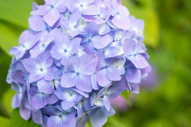 Hydrangea macrophylla of Hortensia bloem blauwe cultivar