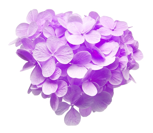 Hydrangea paniculata head isolated on white background Purple beautiful flower Top view flat lay