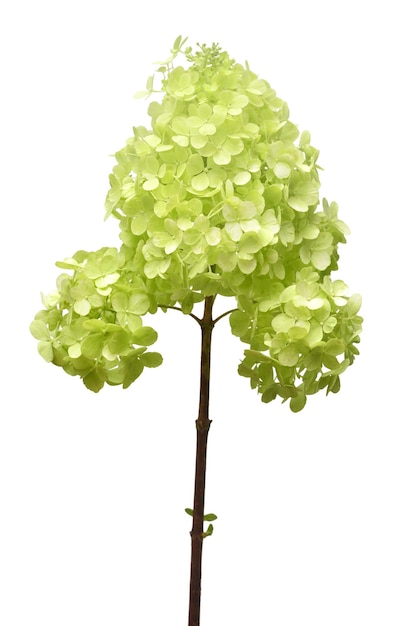 Hydrangea paniculata isolated on white background Green beautiful flower Top view flat lay