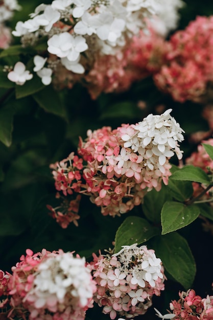 Hydrangea paniculata Vanille Fraise op steel