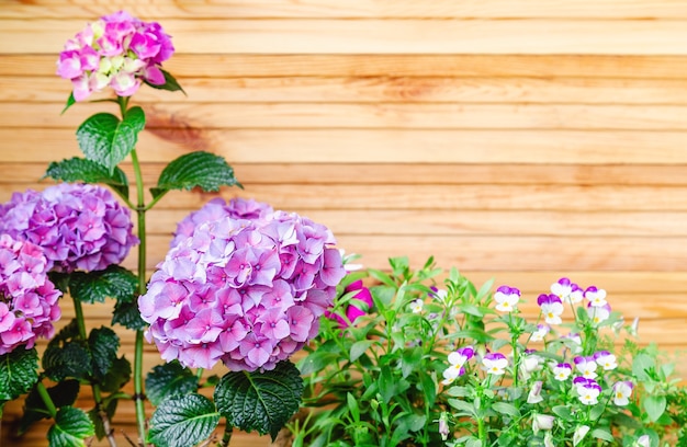 木製の柵の背景にアジサイとパンジー。アジサイ、紫のオルテンシアの花の茂みのコピースペース。バルコニー、庭のベランダのモダンなテラスに家の花。家庭菜園、観葉植物