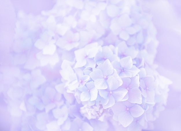 Hydrangea pink flowers close up