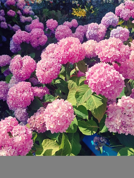 Photo hydrangea pink flowers