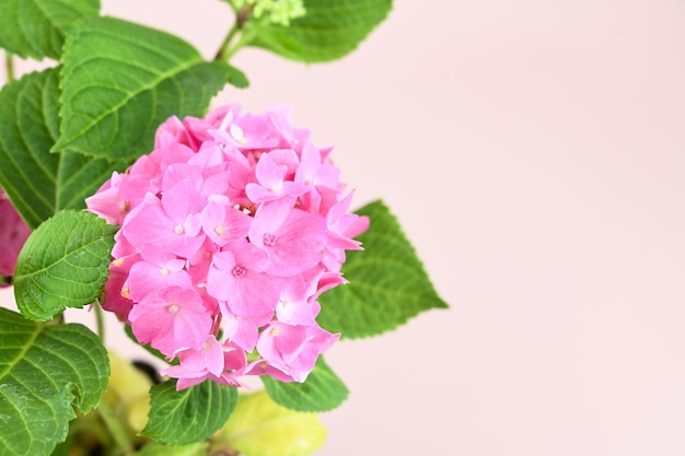 Hydrangea pink on pastel background with copy space