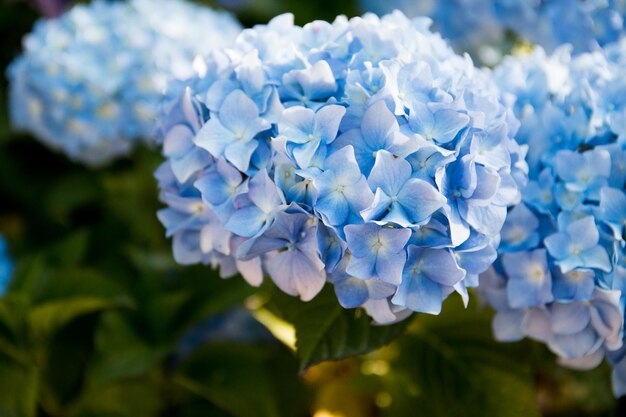 Hydrangea plant beautiful natural garden