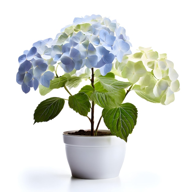 Hydrangea plant in pot or vase i