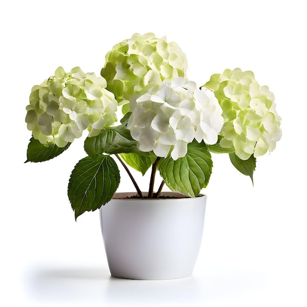 Hydrangea plant in pot or vase i