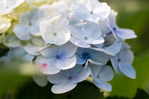 Hydrangea purple in blossoming nature