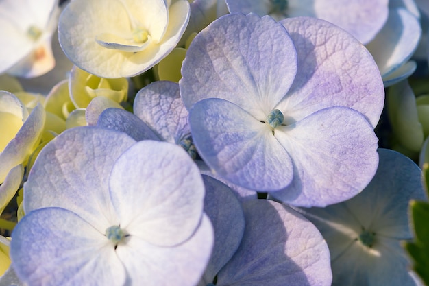 Hydrangea purple in blossoming nature