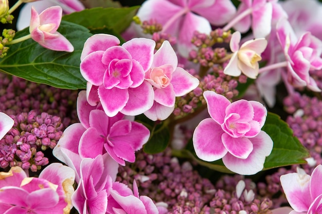 Hydrangea stargazer