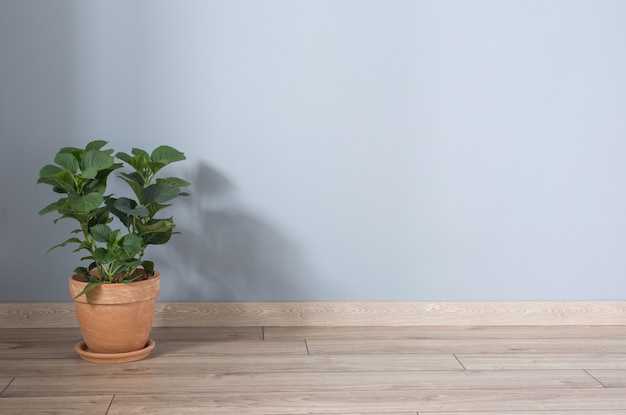 Hydrangea in terracotta  pots on wooden floor indoor