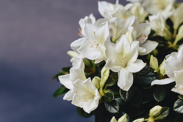 Hydrangea in vase on dark background