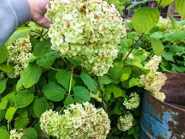 Photo hydrangea white with many small flowers flowers turned yellow autumn beauty in the garden