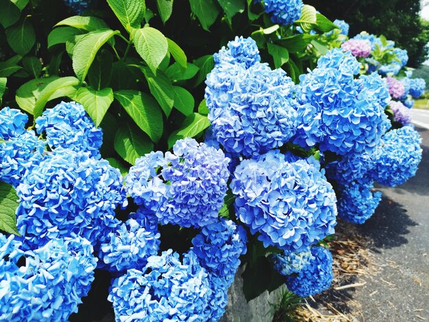 Hydrangea