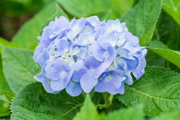 Hydrangea