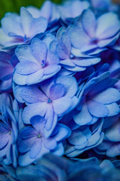 Hydrangea