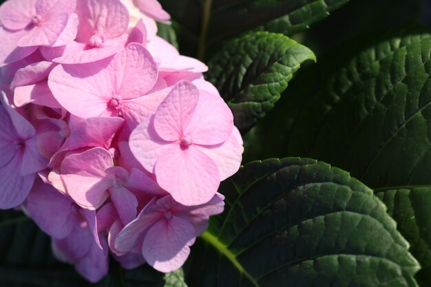 Hydrangeas flower in tropical