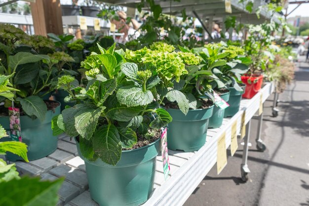 Hydrangeas in green pots on the shelves of the greenhouse for sale