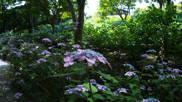 Photo hydrangeas growing in garden