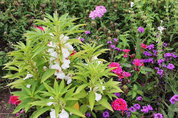 Hydrangeas and other flowers on flowerbed