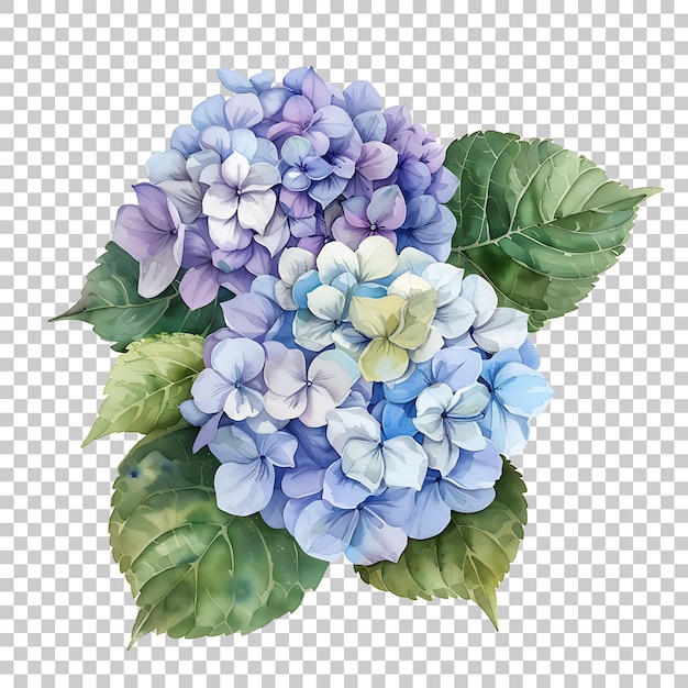 Hydrangeas watercolor PNG with Transparent Background