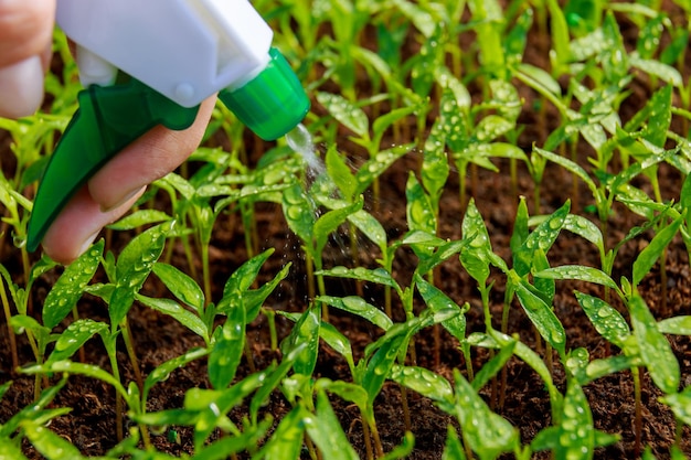 Hydraterende peperzaailingen met een spray in een kas thuis