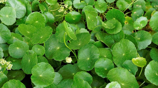 Hydrocotyle verticillata ook bekend als Whorled marshpennywort