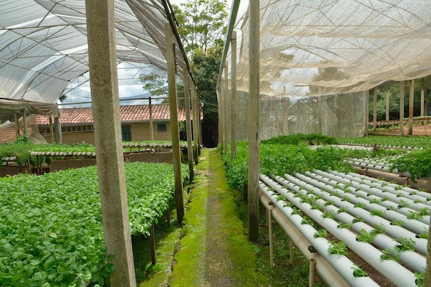 Hydrocultuur Boerderij Kas