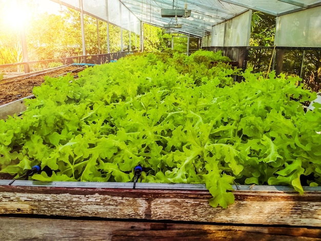 Hydrocultuur kas Sla landbouw boerderij rijen jonge planten groeien