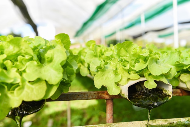 Hydrocultuur sla groeit in de tuin hydrocultuur boerderij sla salade biologisch