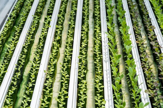 Hydrocultuursla in hydrocultuurpijp. planten die minerale voedingsoplossingen gebruiken in water zonder aarde. Close-up aanplant Hydrocultuur plant. Hydrocultuur tuin. de groenten zijn erg vers.