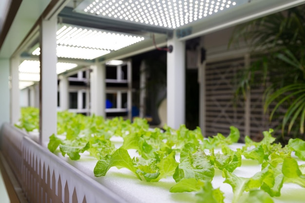 Hydrocultuursysteem planten bij binnen