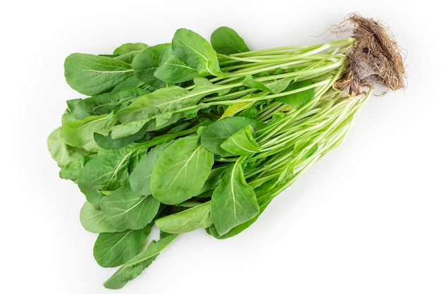 Hydroponic arugula isolated on white background Arugula