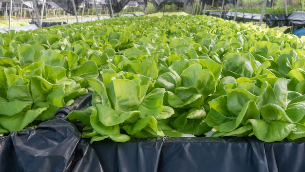 Hydroponic butterhead lettuce 