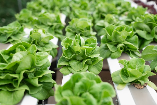 Hydroponic butterhead sla groeien in kas. Gezond, dieet en schoon voedsel concept.