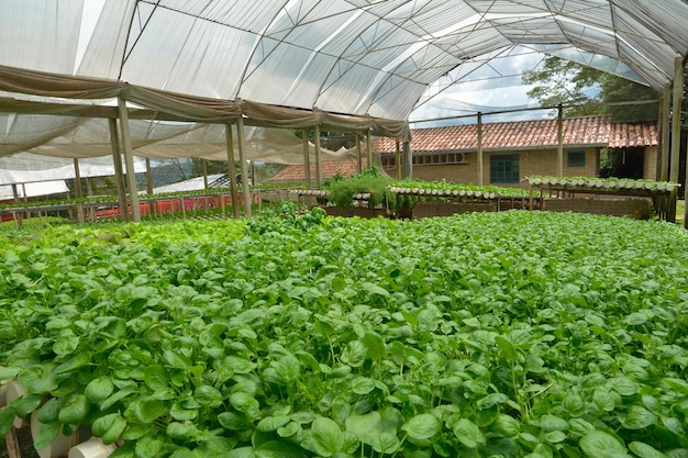 Hydroponic Farm Greenhouse