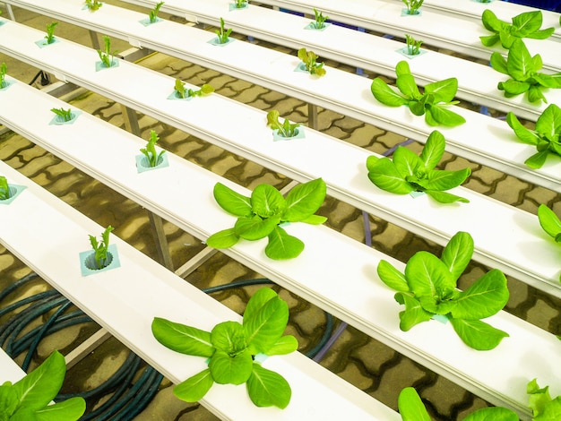 Hydroponic Farm