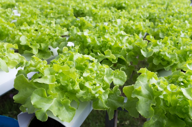 hydroponic farm 