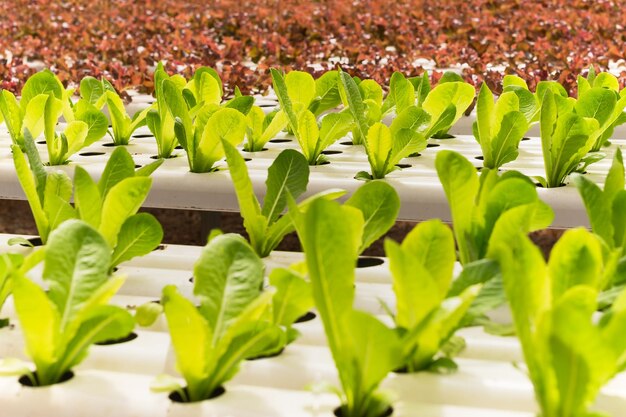 Hydroponic green and red oak lettuce growing in organic farm