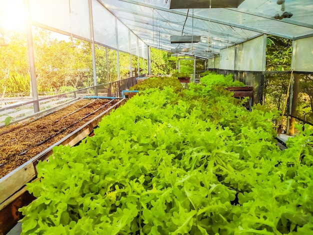 Гидропонная теплица Сельскохозяйственная ферма по выращиванию салата. ряды молодых растений, растущих