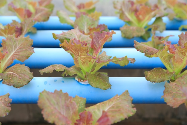 Hydroponic groente planten, groeien zonder aarde