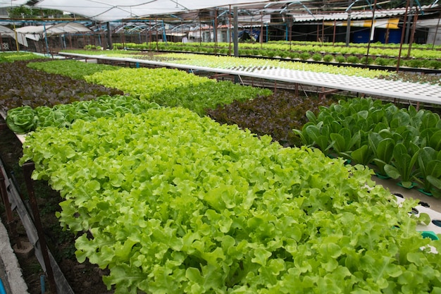 Hydroponic groenten die in serre groeien