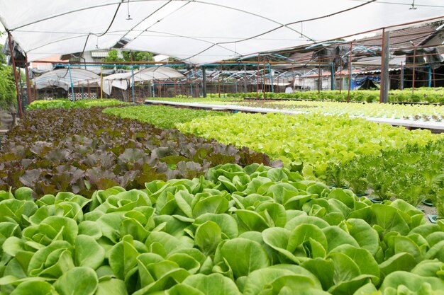 Hydroponic groenten die in serre groeien