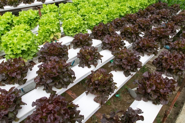 Hydroponic groenten die in serre groeien