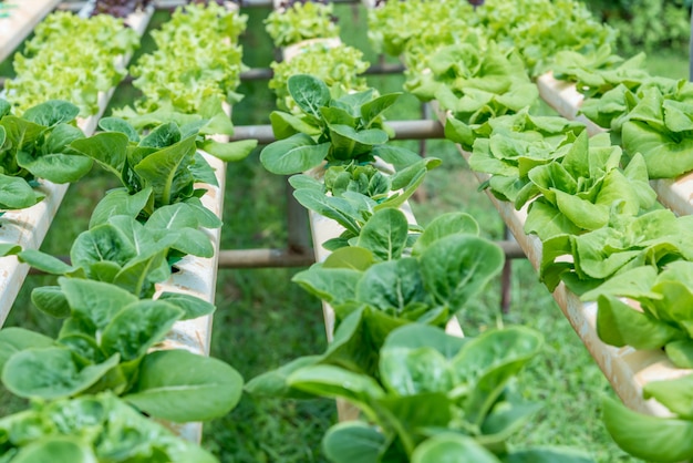 Foto hydroponic groenten in het veld