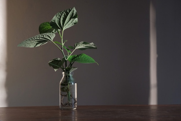 Hydroponic kamerplant op tafel als decoratie